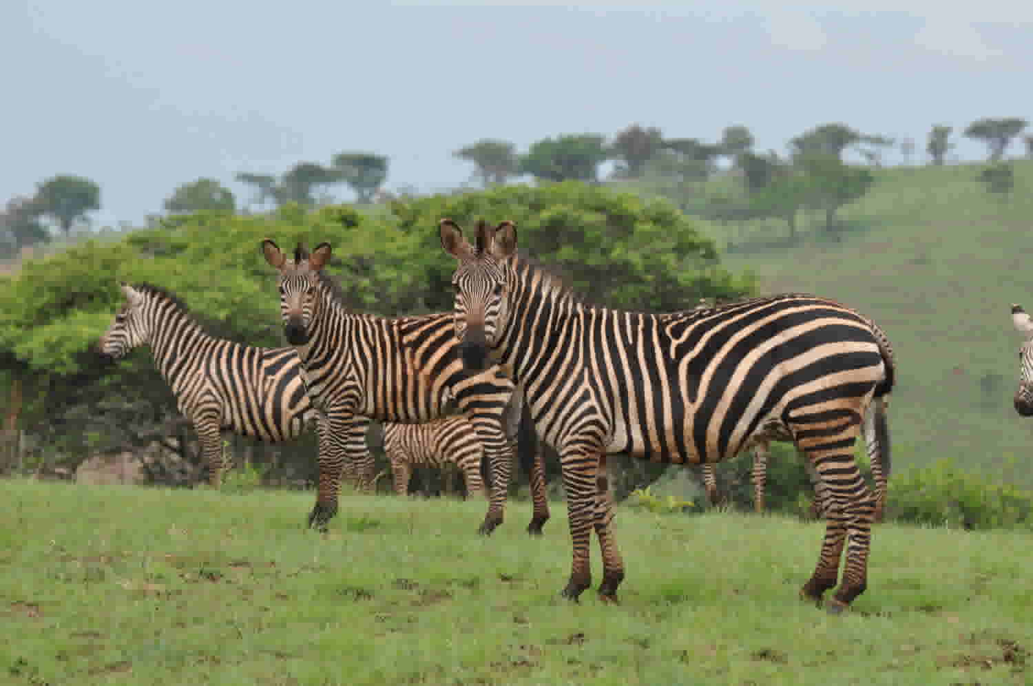 Zebras After Bath