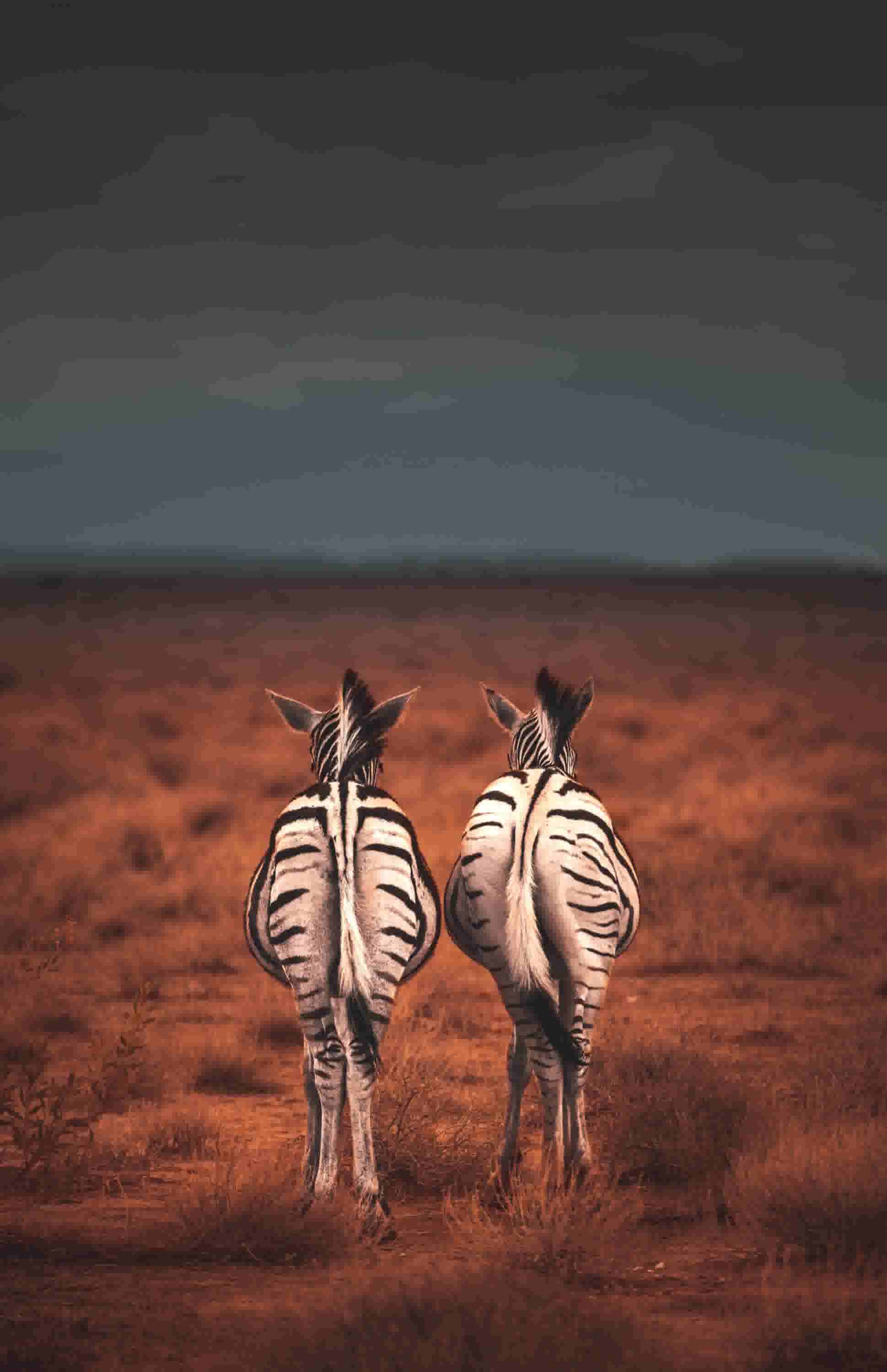 Namibia  Zebra