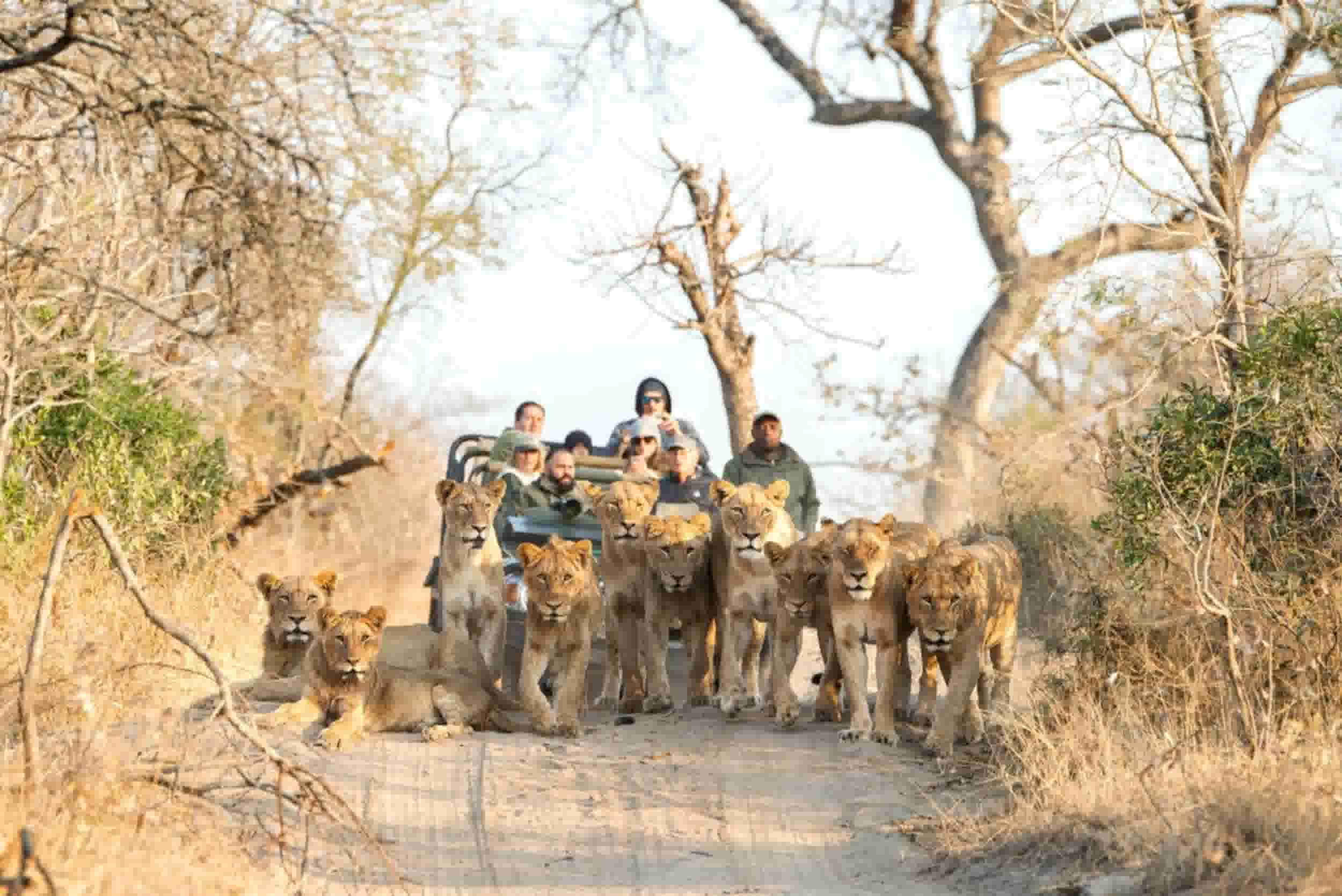 Lions on Safari