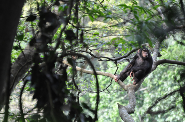 Nyungwe Chimp Tracking