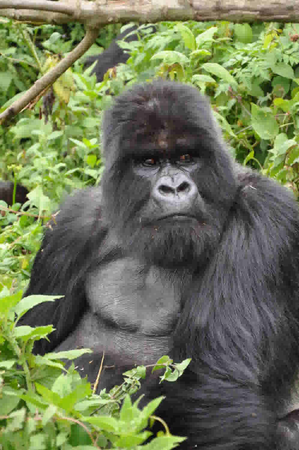 Rwanda Gorilla