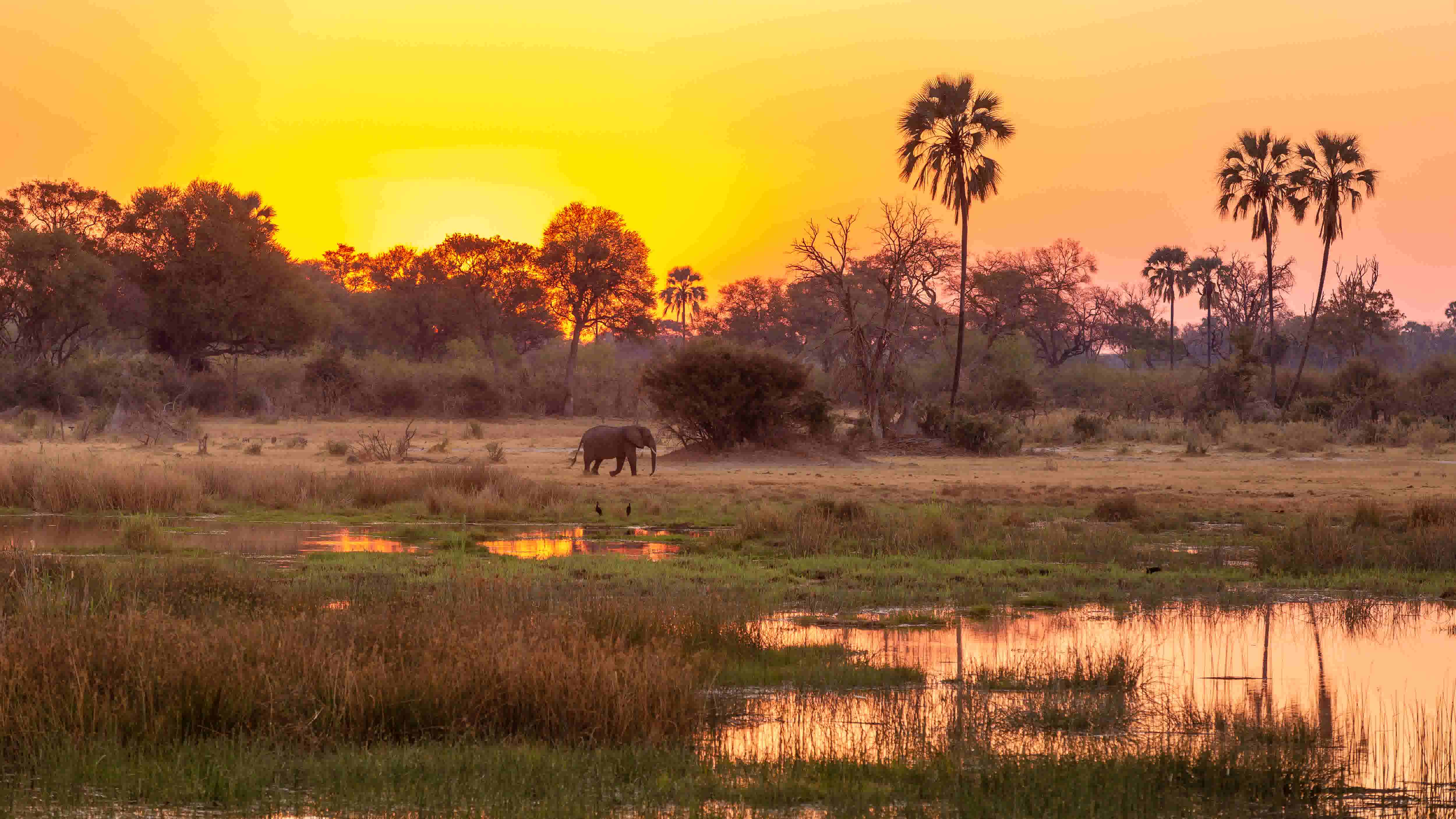 Okavango