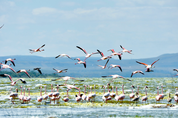Flamingos at Lake Elmenteita