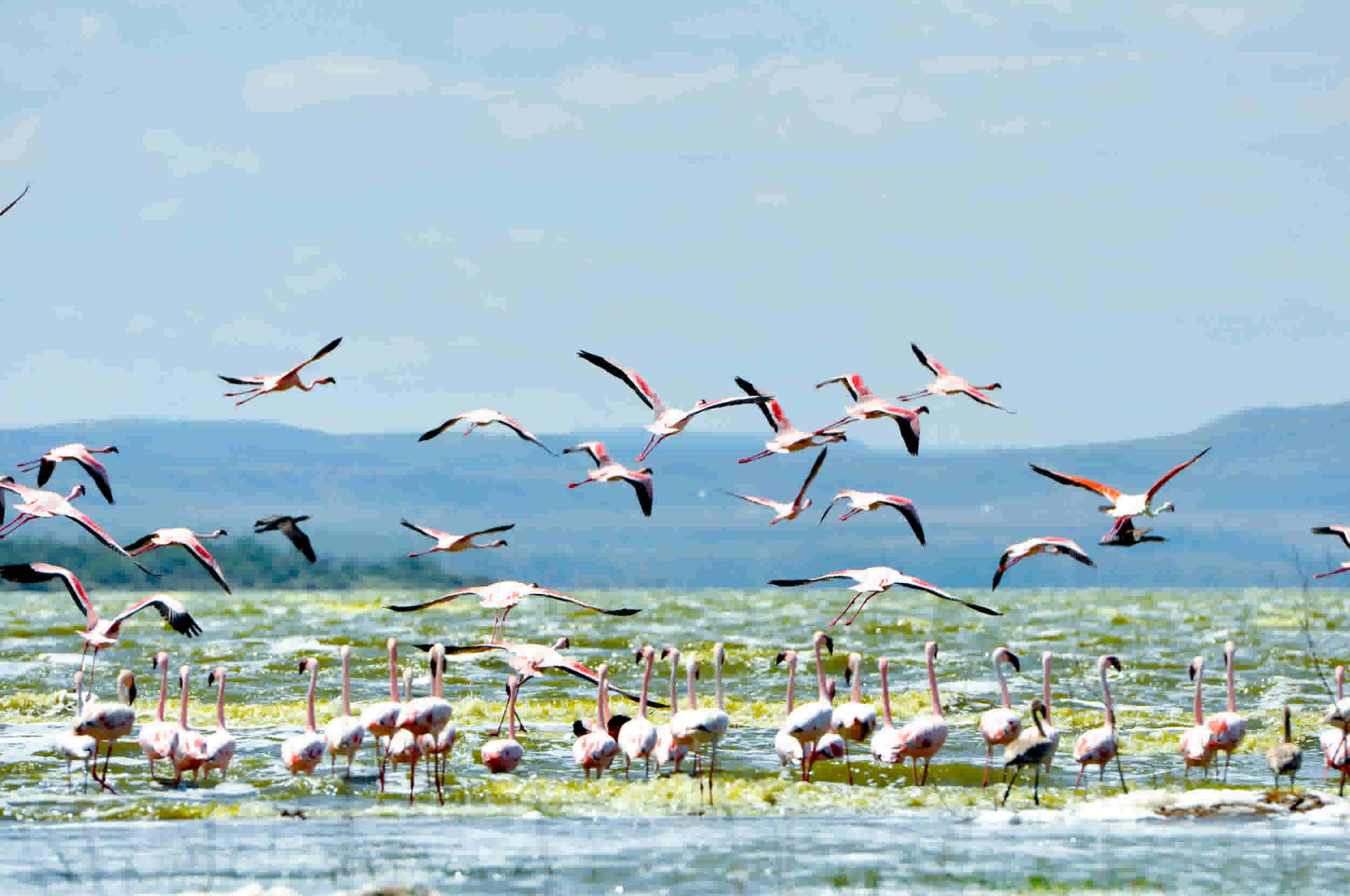 Flamingos at Lake Elmenteita