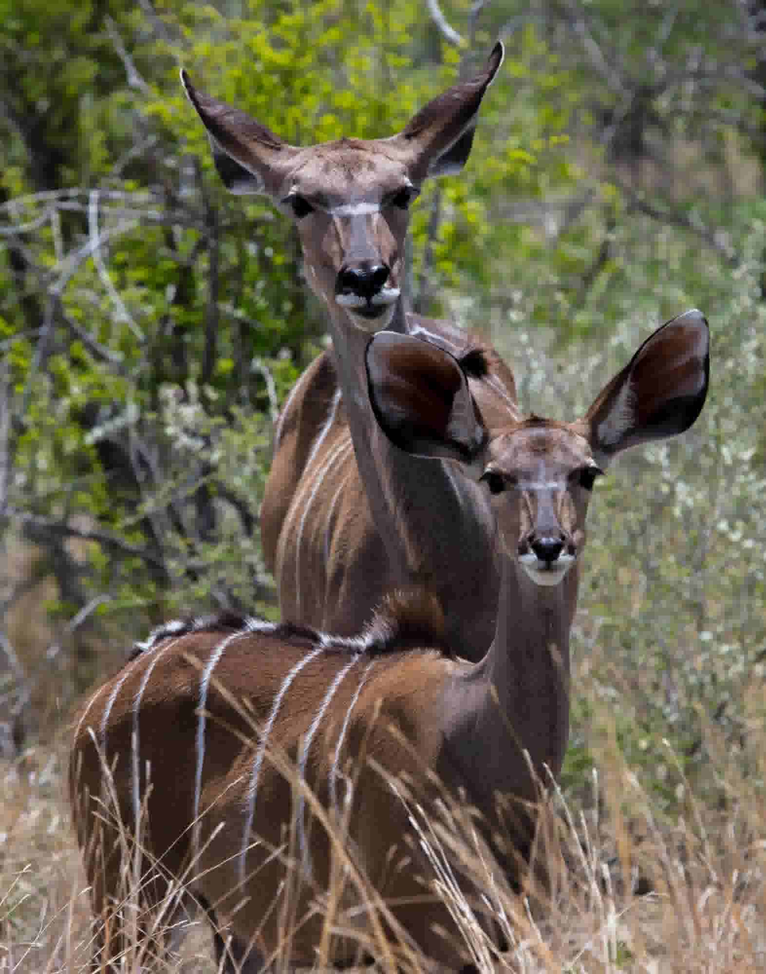 Namibia Kudu