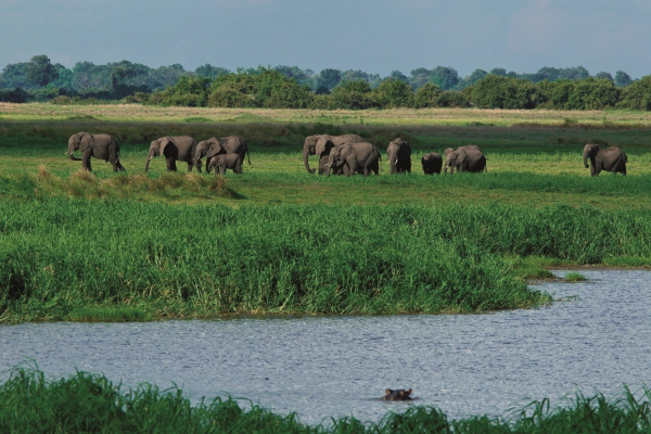 Duba Plains Elephant Herd