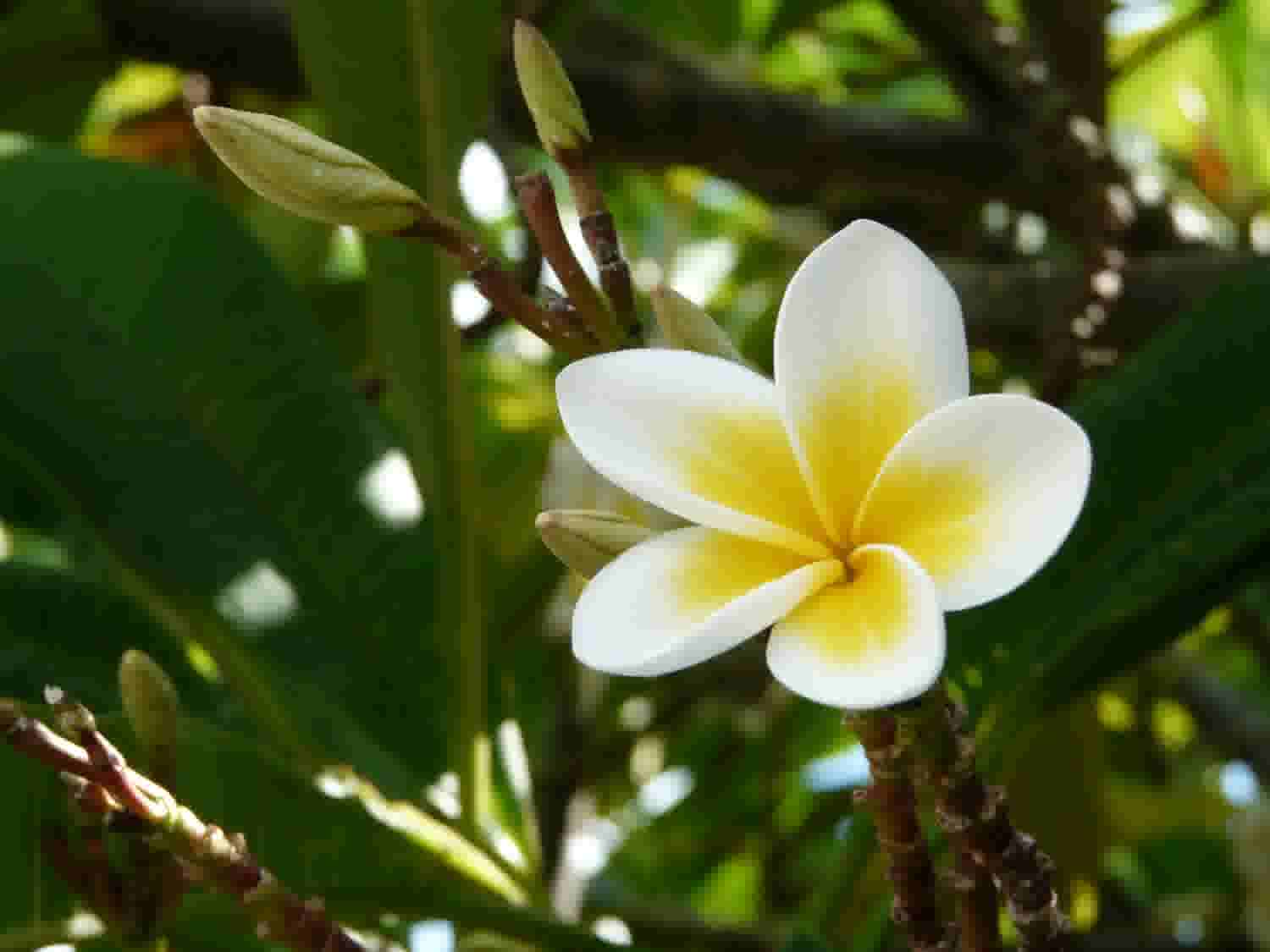 Frangipani Mauritius