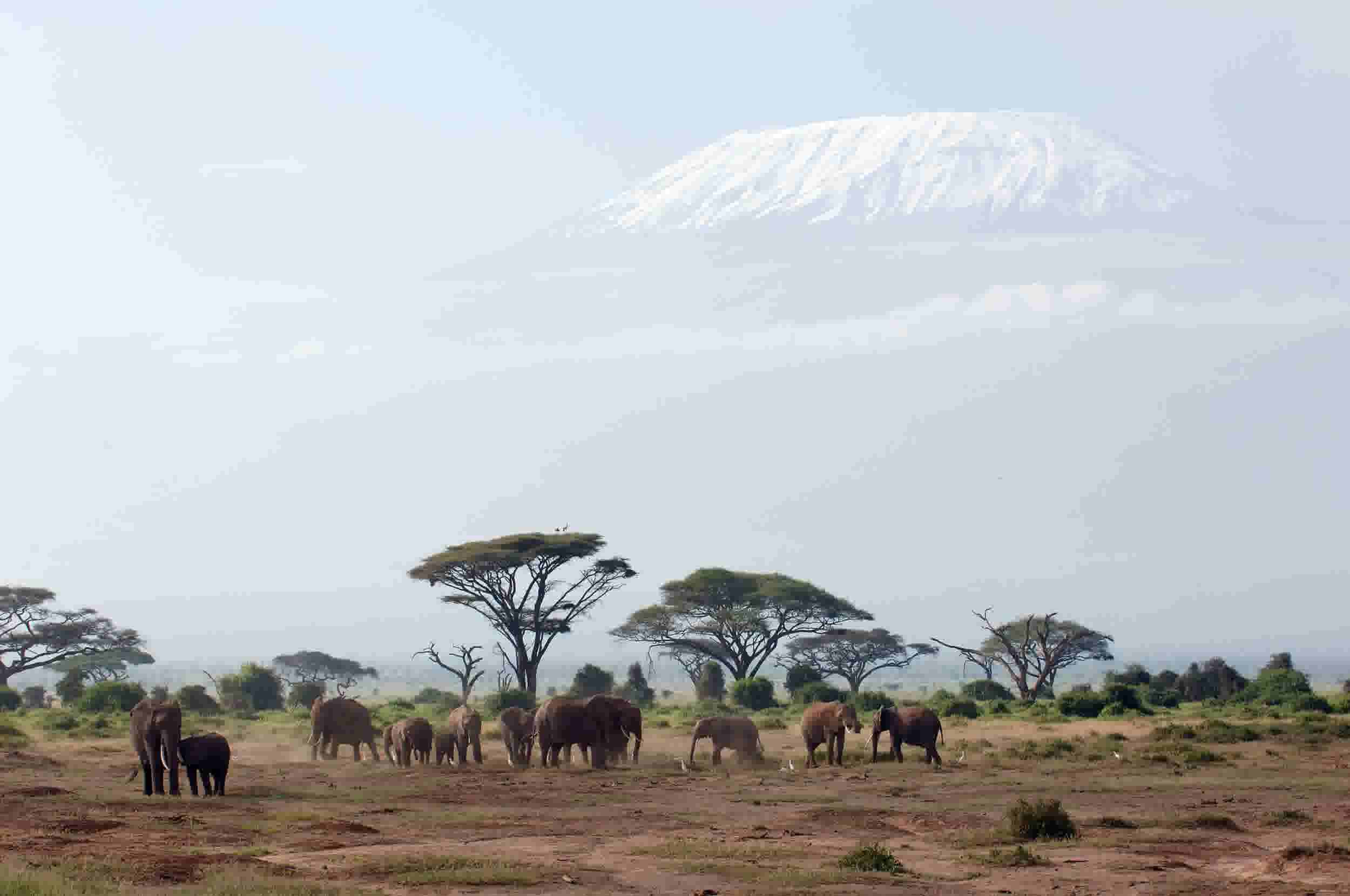 Game Viewing at Amboseli 