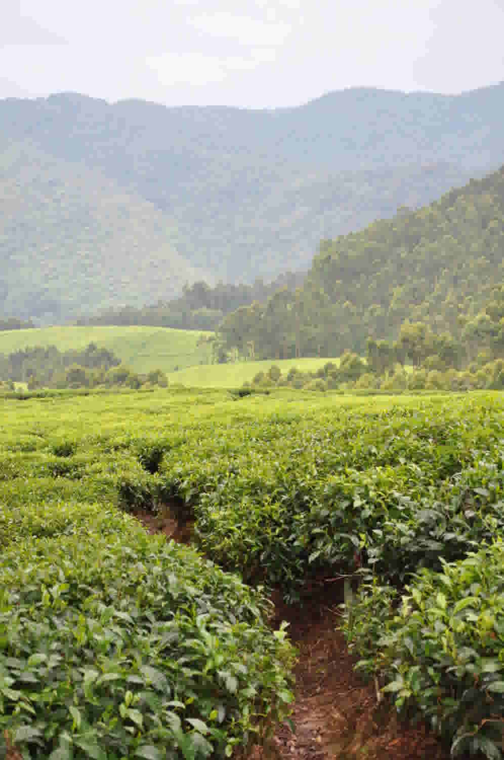 Nyungwe Rwanda