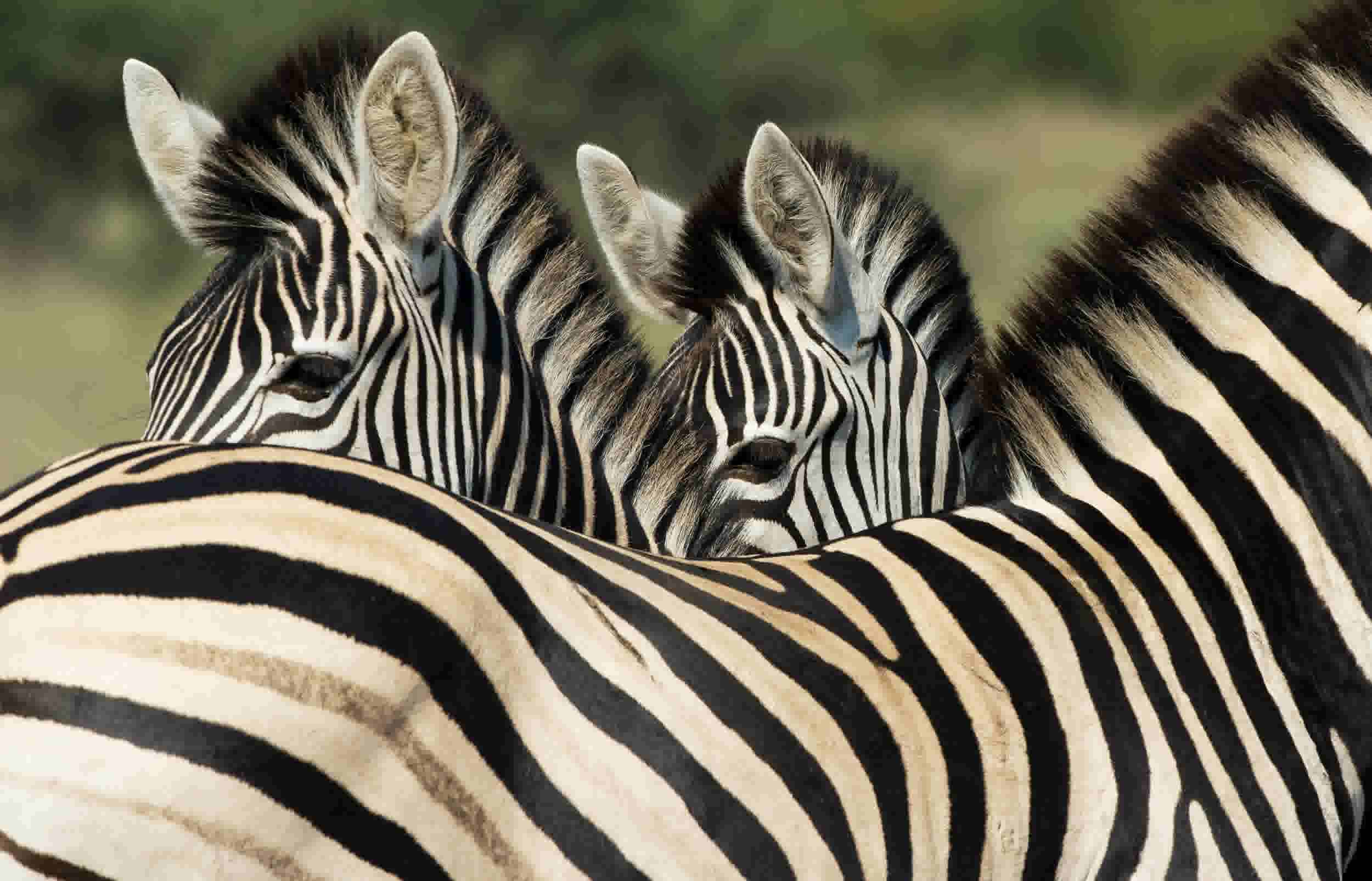 Zebra in KNP