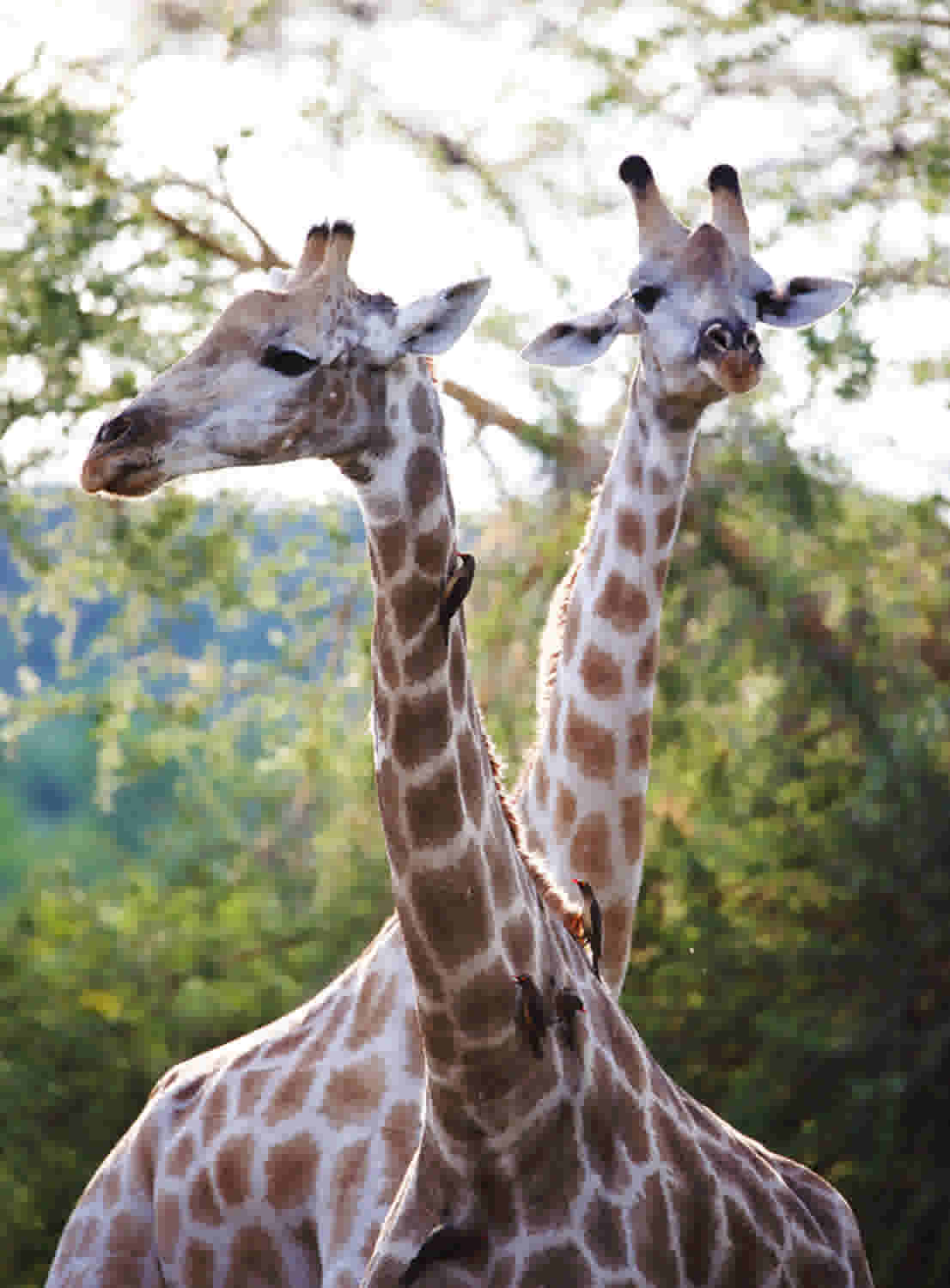 Giraffe Victoria Falls