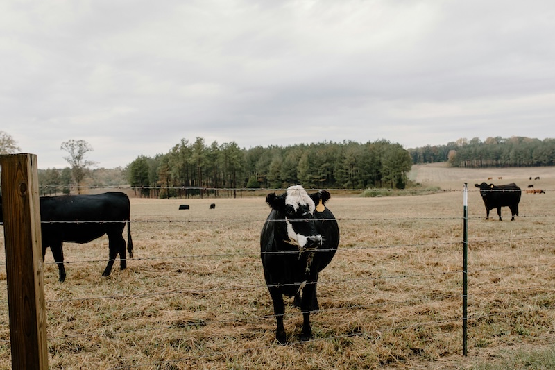 Gary Frith's Countryboy Handyman Ranch Fence