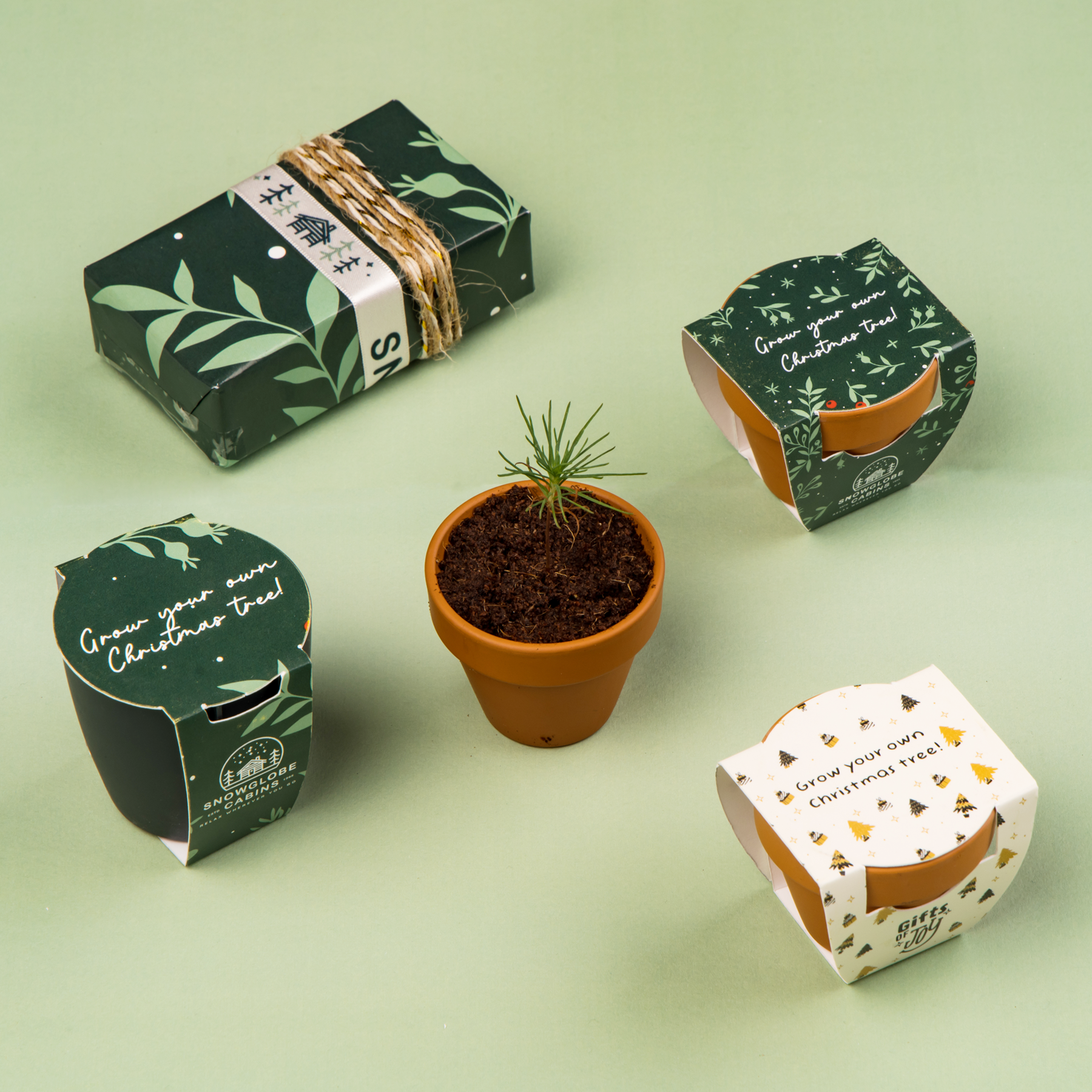 kweeksetjes kerstboom 1