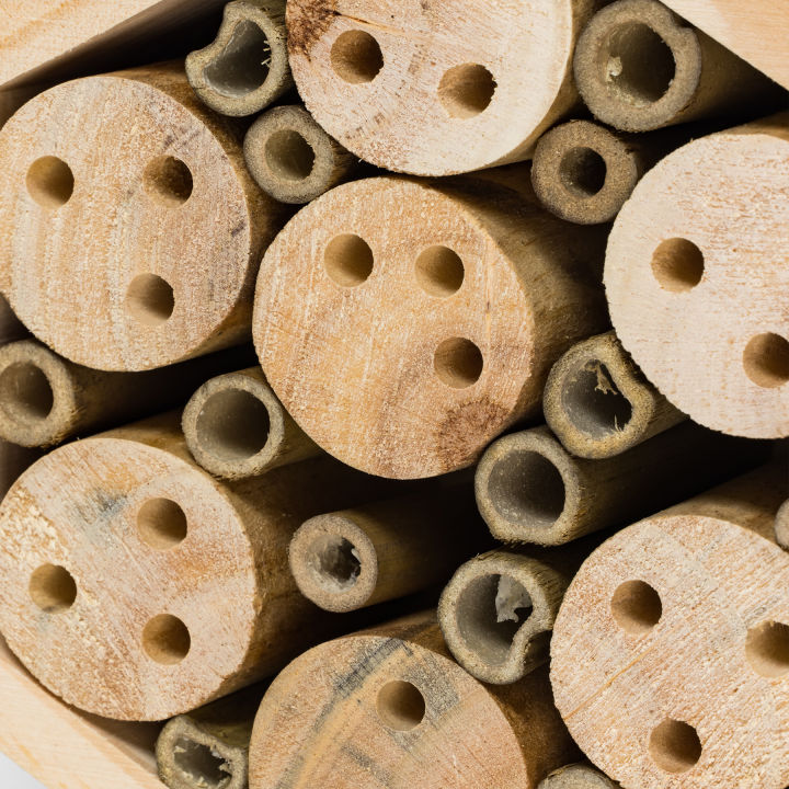 Close-up Bee Hotel