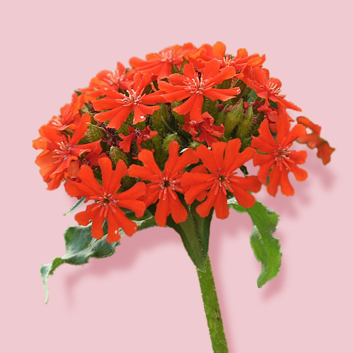 Brandende-Liefde-bloem-2