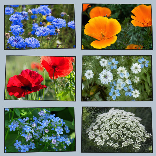 Collage soorten bloemen sfeer impressie