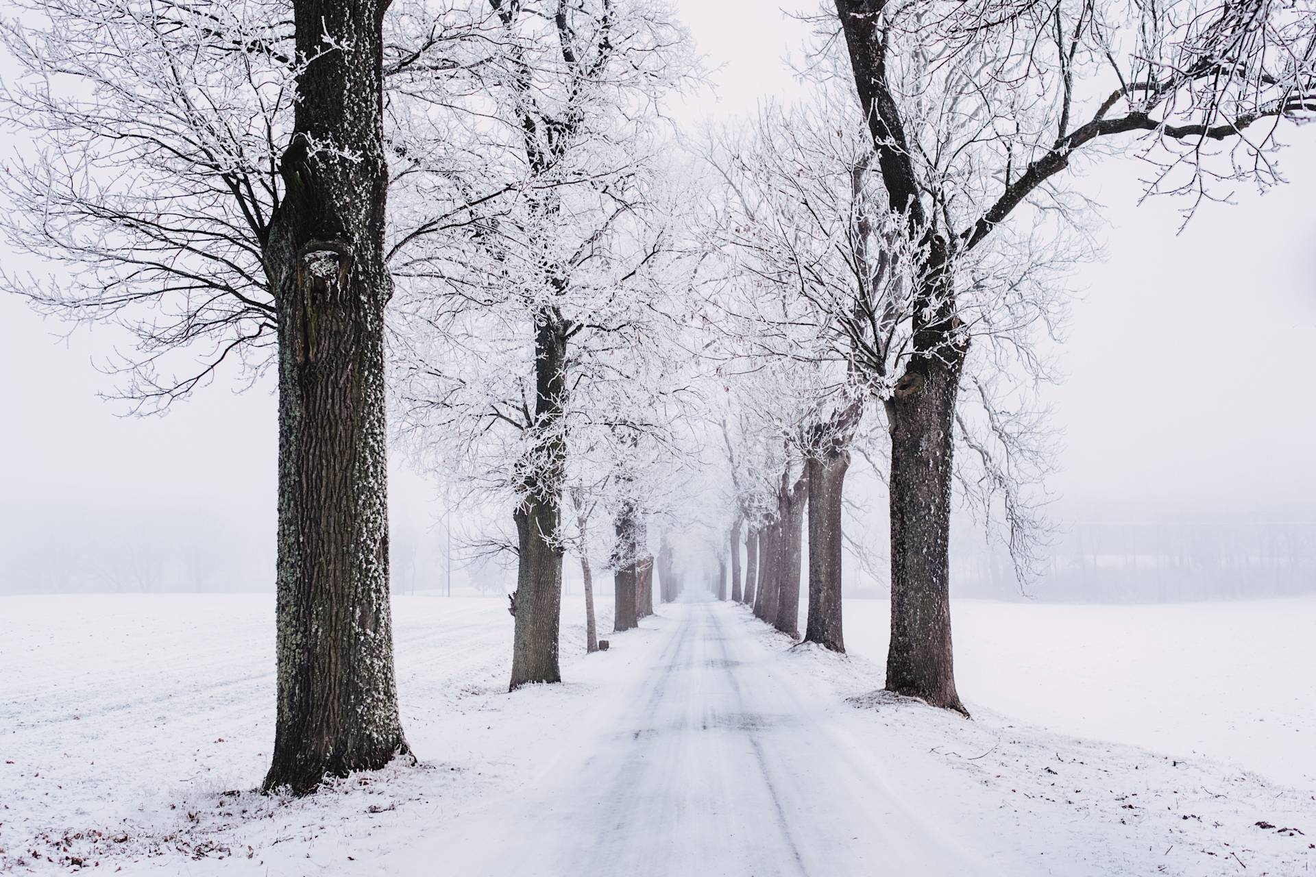 branch-cold-fog-839462