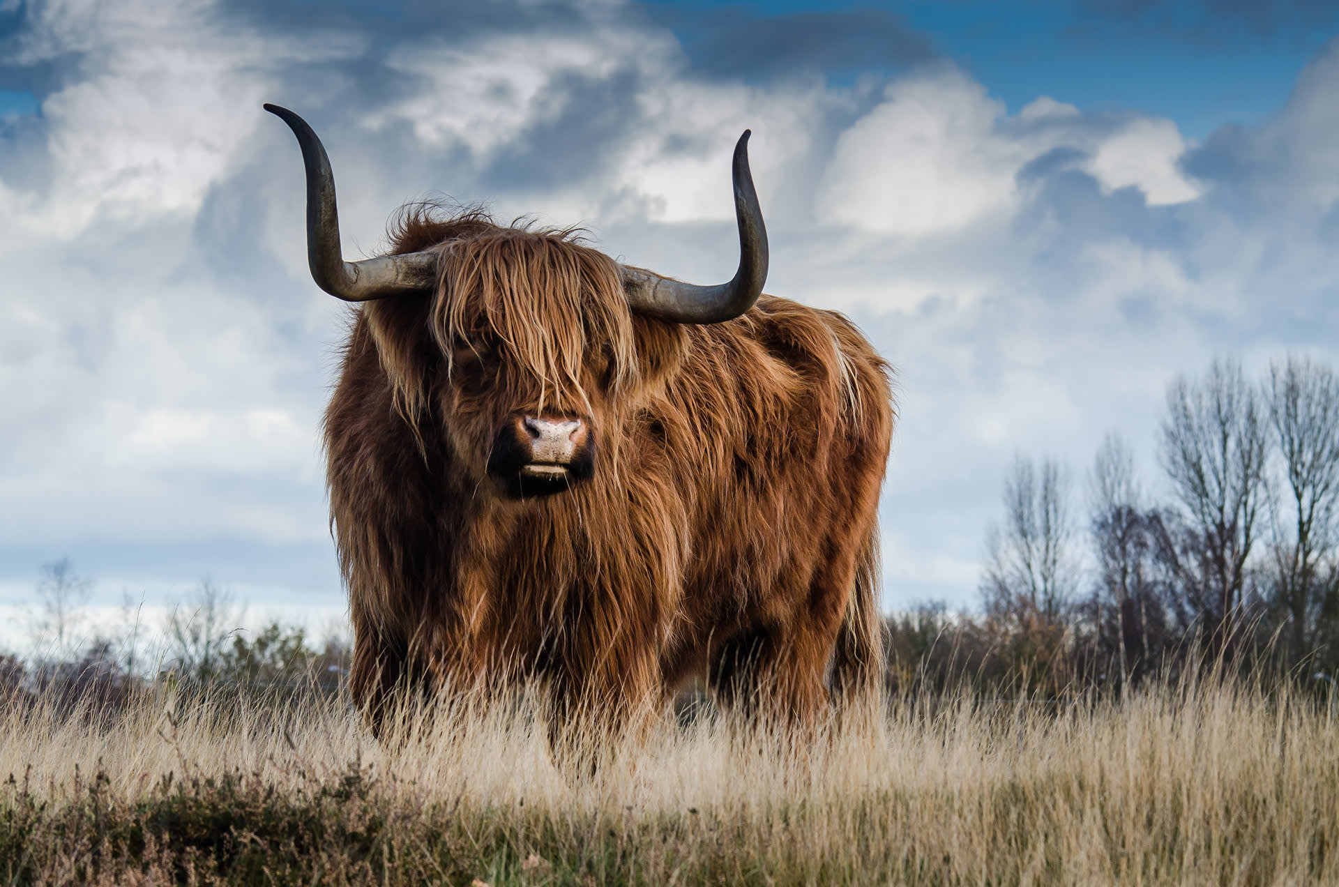 agriculture-animal-beef-139399