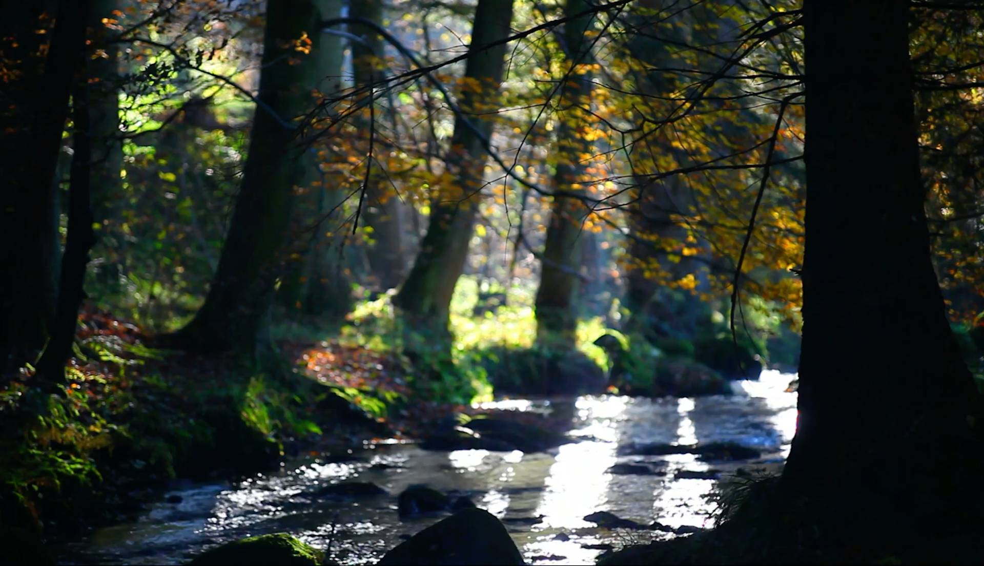 trees background