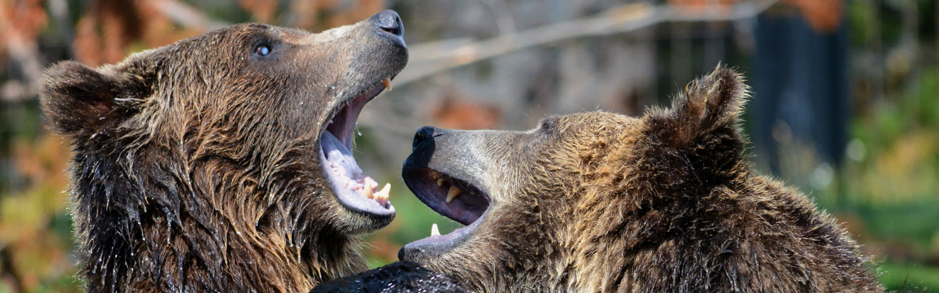 animals-bears-water-63325-slim