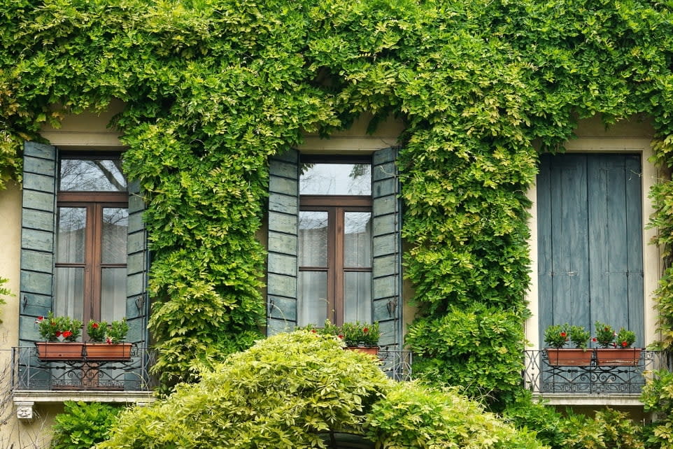 Exterior window with vines
