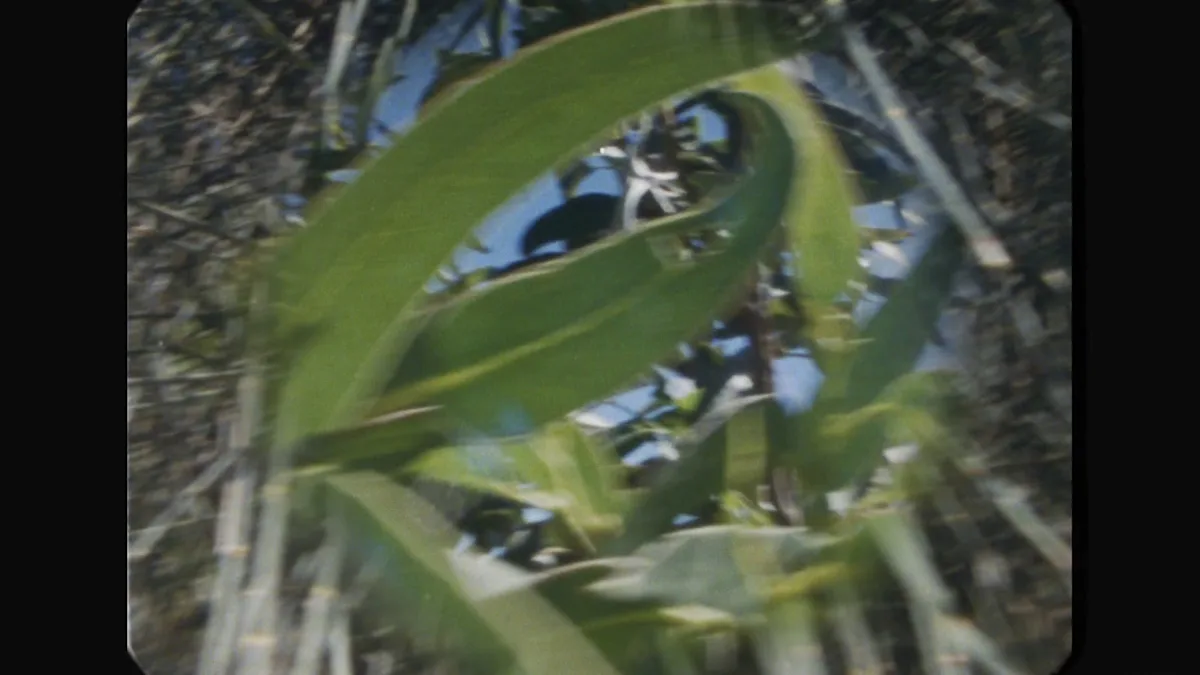 vlcsnap-2025-04-01-14h26m42s142