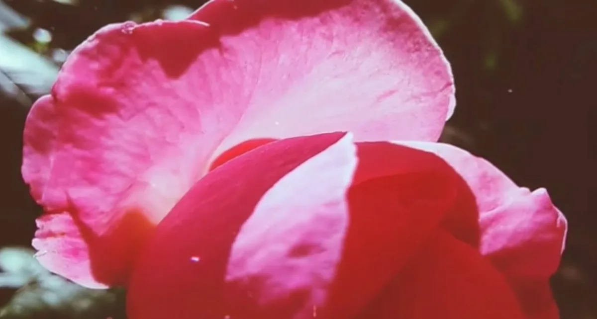 Screenshot_42