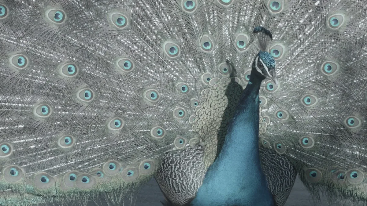 peacock