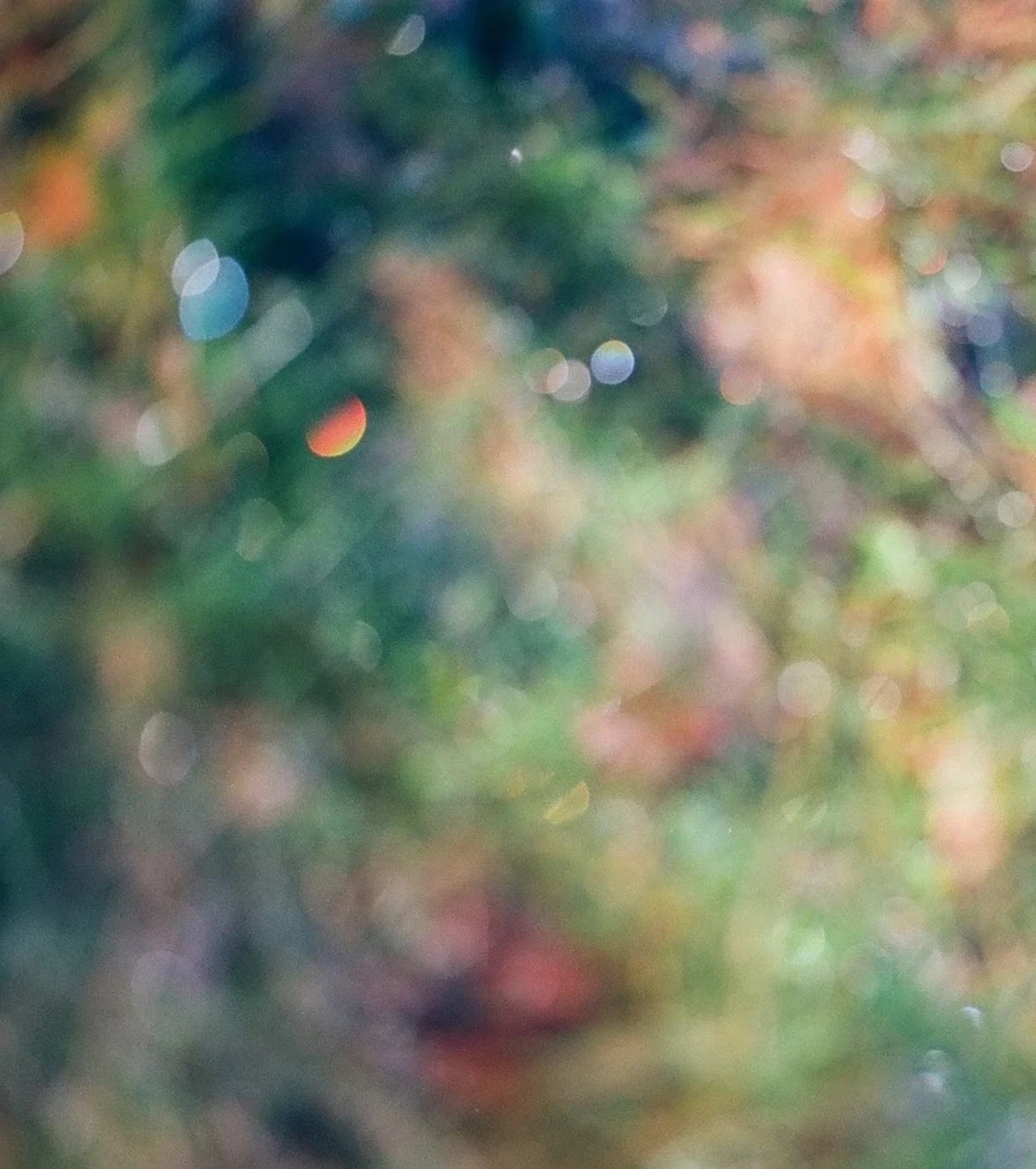 Dazzeling-Shadows