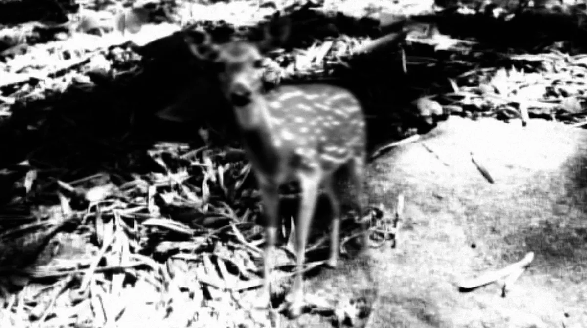 Absorbed_photo_2.tif
