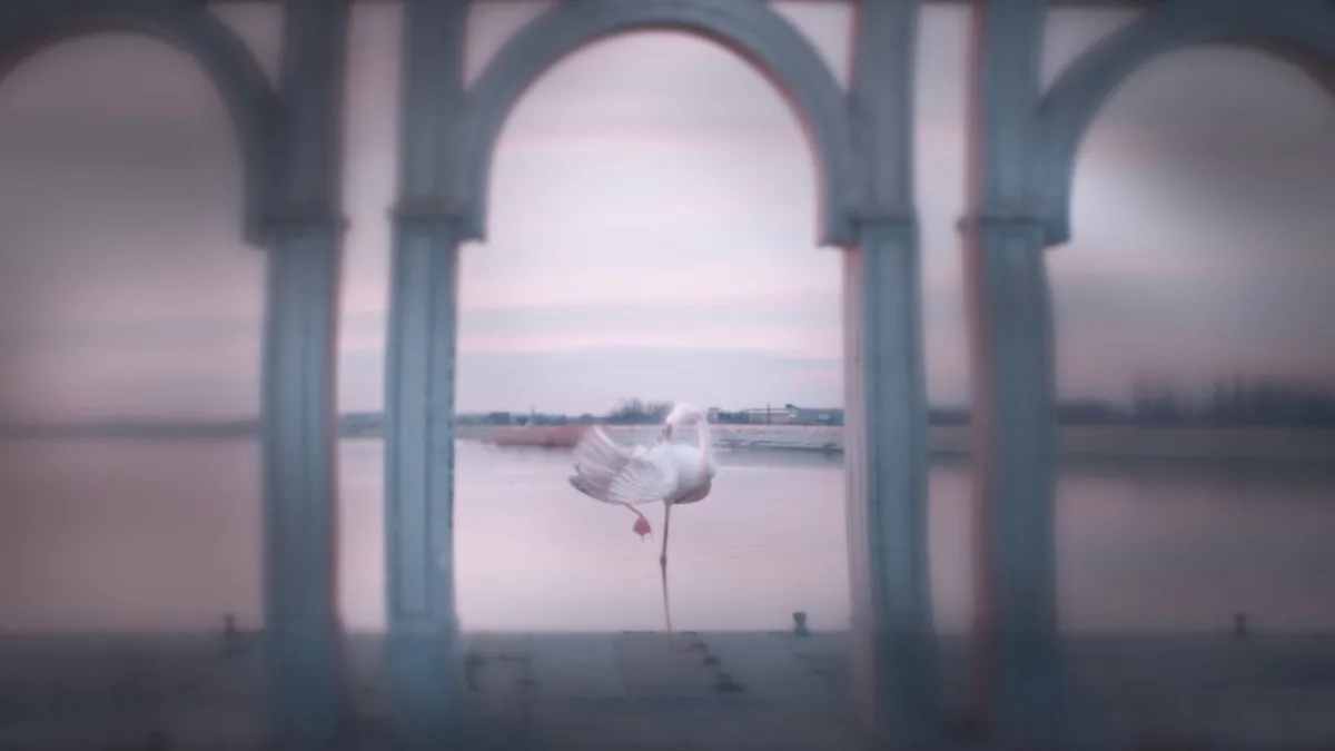 Flamingo-still-5