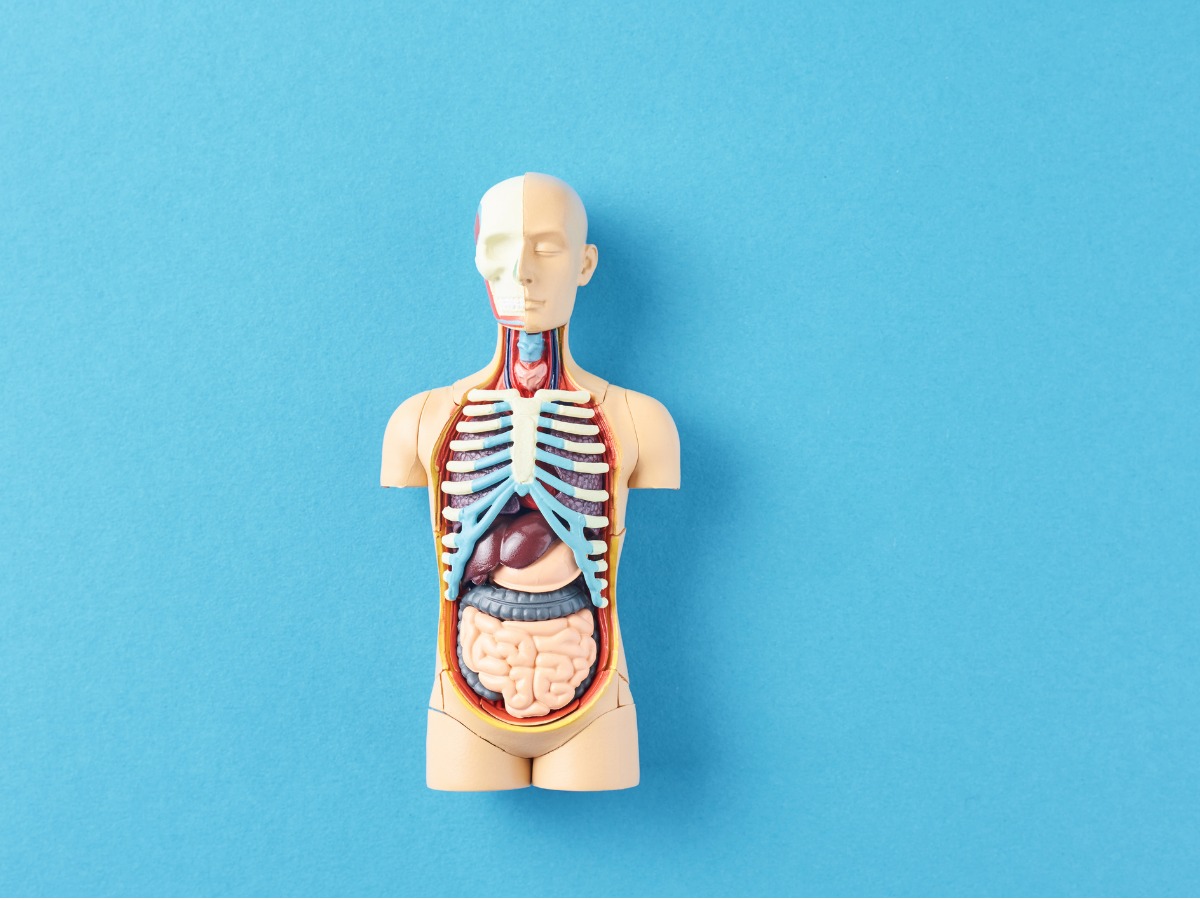 anatomical-model-of-human-body-with-internal-organs-on-a-blue-body-picture-id1137891422 (1)