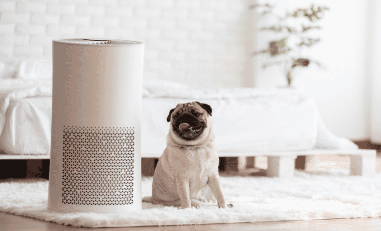 A pug sits next to an air purifier in a bedroom