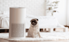 A pug sits next to an air purifier in a bedroom