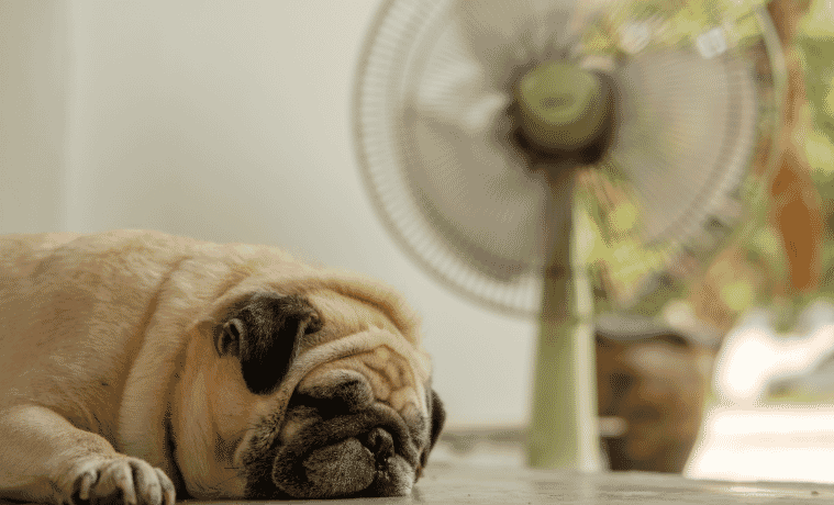 a pug dog laying in front of a fan inside 
