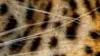 Amazing TV visual of a leopard.