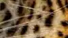 Amazing TV visual of a leopard.