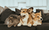 dogs and cat sitting together on the couch