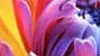 Flower and butterfly burst out of TV screen