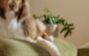 thumbnail BISSE10235 Content Card 370x233 2x (1)