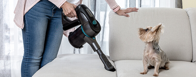 Woman using cordless vacuum cleaner to clean a couch where a Yorkshire Terrier dog is sitting
