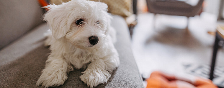 A fluffy white dog relaxes on a sofa at home