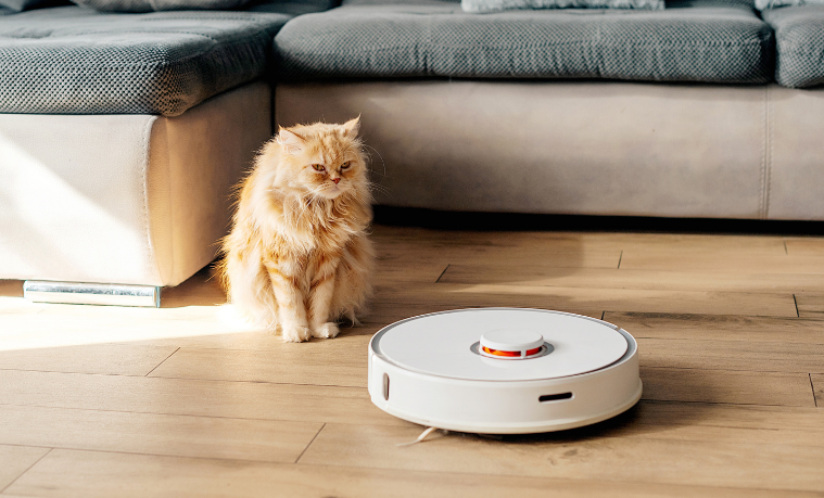 Cat watching a robot vacuum clean hard floorboards in living room. 