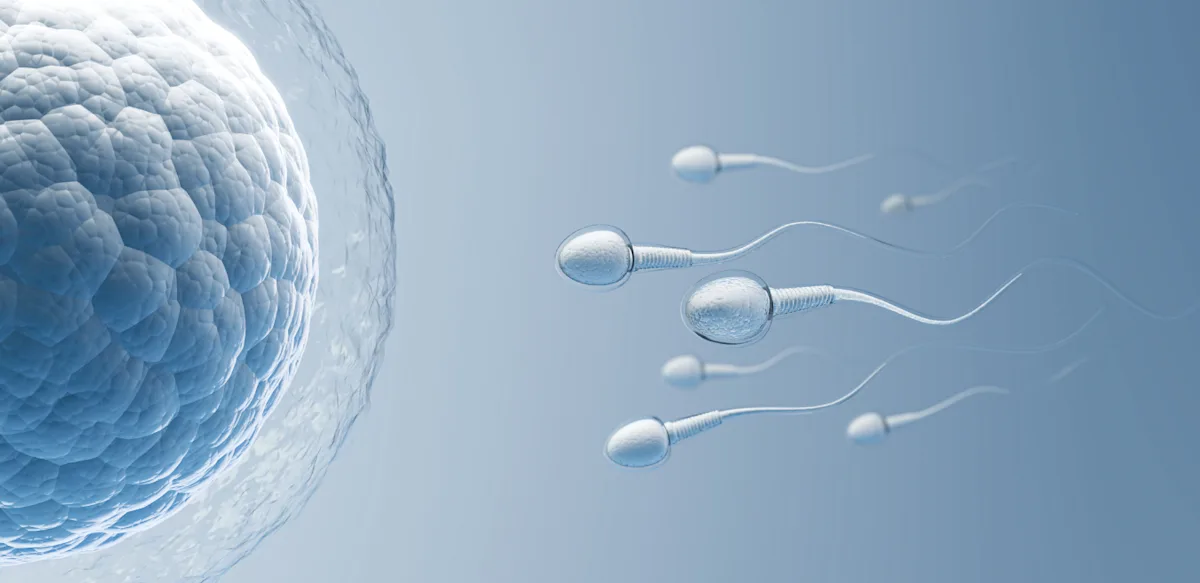 3D illustration of sperm cells swimming toward an egg, showing how sperm health affects fertility