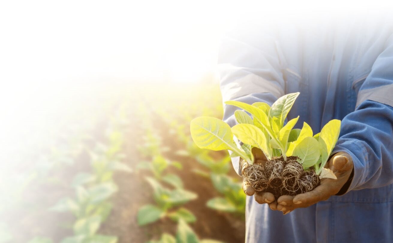 Emprendimientos contra el hambre y la pobreza I Innovación