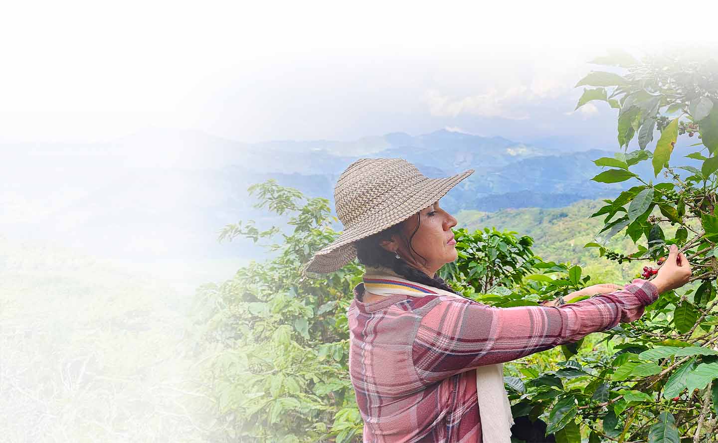 Guía para cultivar café en Colombia