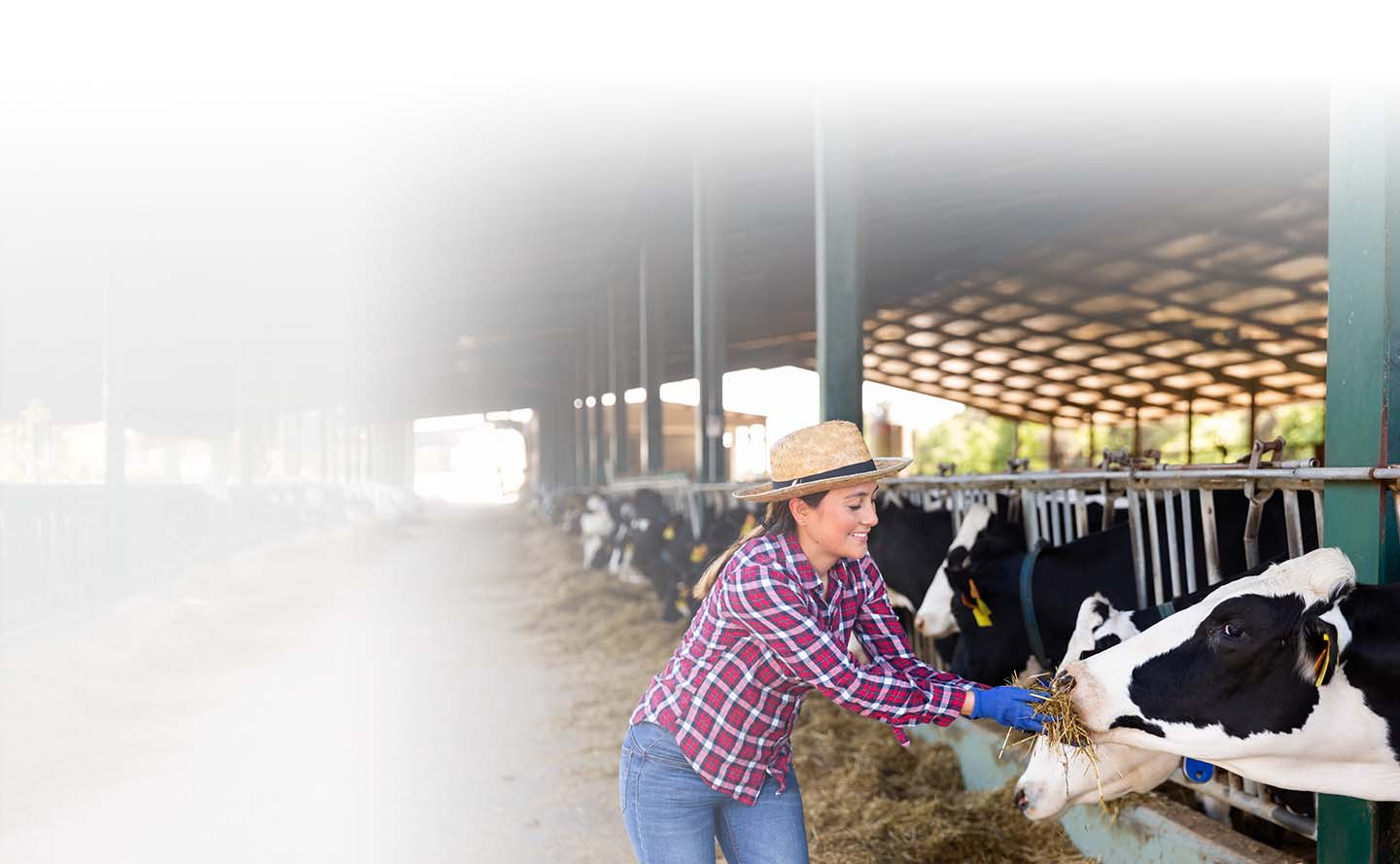 Ganadería: presente y proyección | GRUPO BANCOLOMBIA