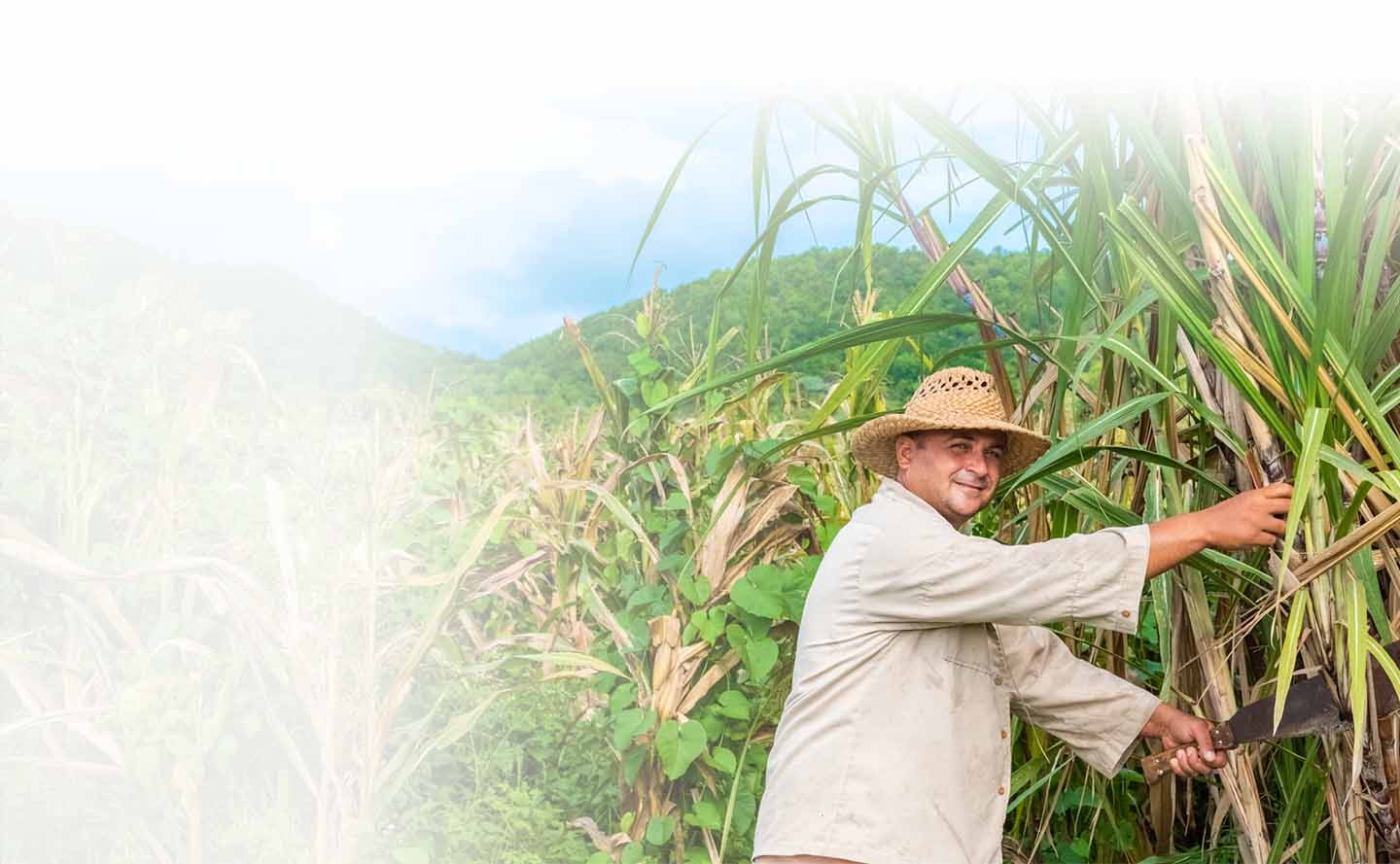 Guía completa: cómo se cultiva la caña en Colombia