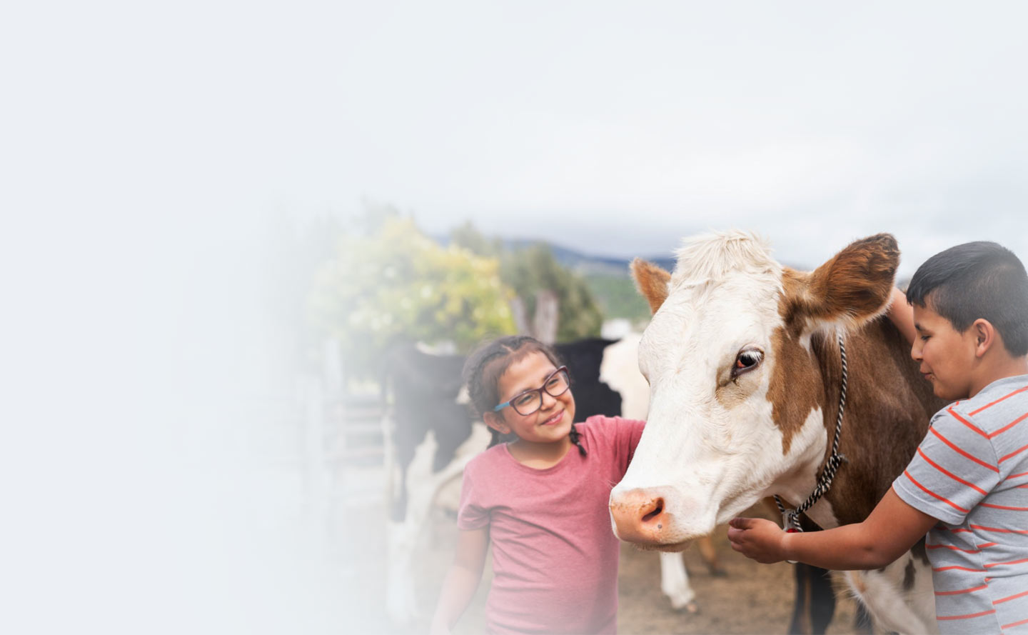 Informe sectorial de la cadena pecuaria en noviembre de 2020