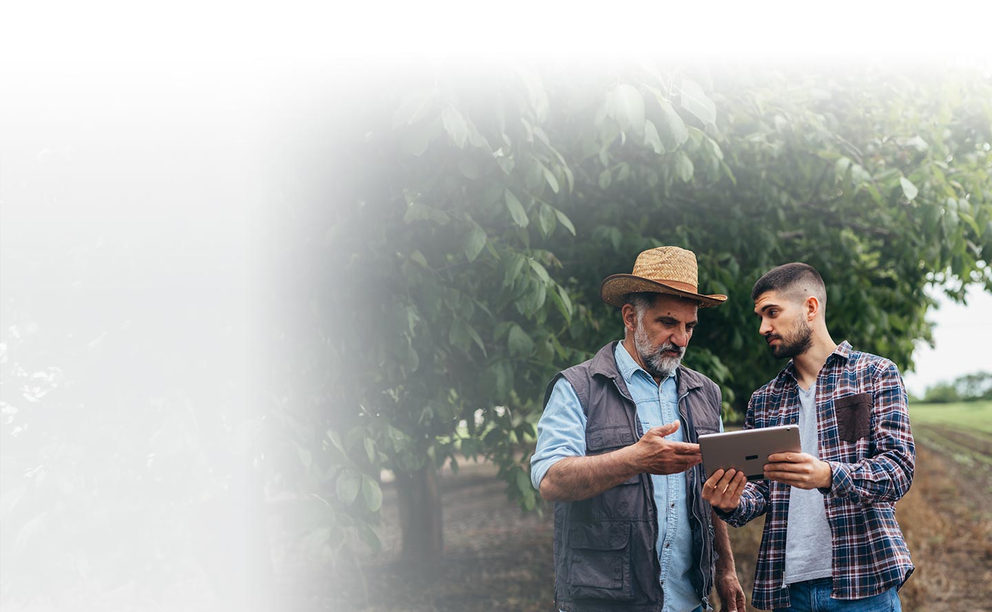 Inversiones de excedentes de liquidez en el sector agropecuario